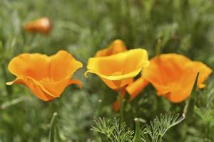 orange och röda blommor av eschscholzia närbild från släktet papaveraceae foto