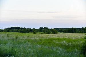 sommar skogslandskap på kvällen med gräs och himmel. foto