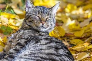 katt tycker om det varma ljuset på hösten foto