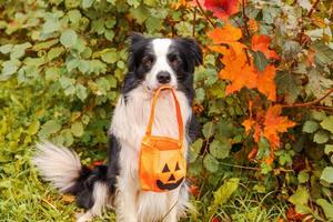 trick or treat koncept. rolig hundvalp border collie håller pumpa korg i munnen sitter på hösten färgglada lövverk bakgrund i parken utomhus. förberedelse för halloweenfest. foto