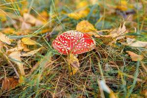 giftig hallucinogen svampflugsvamp och gula löv i gräset på höstskogen. röd giftig amanita muscaria svamp makro närbild i naturlig miljö. inspirerande naturliga höstlandskap. foto