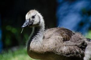canada goose gosling profil