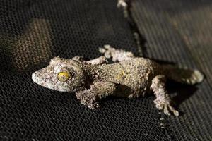 mörk mossig löv-tailed gecko