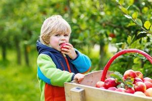 småbarn pojke på äpple gård plockning skörd