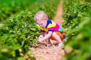 sött barn som plockar färsk jordgubbe på en gård