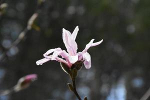 vacker blommande rosa magnolia blommar på nära håll foto