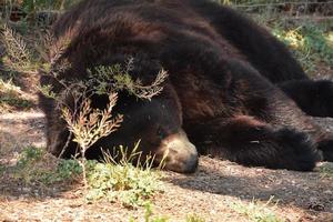 svartbjörn vilar på skogsbotten foto