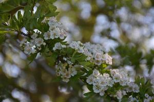 vackra blommande äppleblommor som blommar på ett fruktträd foto