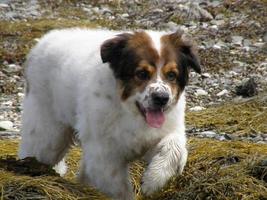 stigande hund på tång och stenbeströdda strand foto