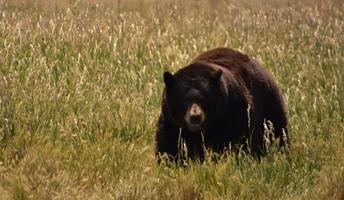 stor svart björn på en gräsäng foto