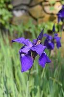 spirande och blommande lila iris som blommar i en trädgård foto