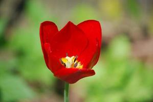 vacker blommande röd tulpan blommar i en trädgård foto