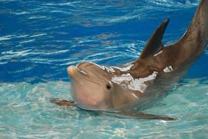 delfin som håller en pose foto