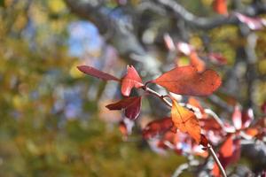 på nära håll med löv som skiftar färger på ett träd foto