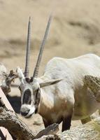 vit oryx med långa spindelliga raka horn foto