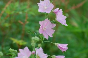 blommande rosa cranesbill geranium växt foto