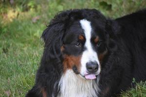 Bernerbergshund med tungan som delvis sticker ut foto