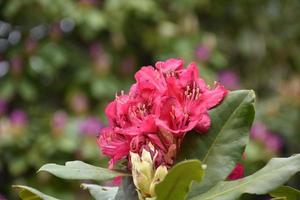 röd rhododendron blommar och blommar på en buske foto