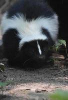 fantastiskt ansikte av en svart och vit skunk foto