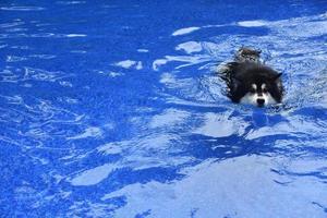 fluffig svart och vit husky simmar i en pool foto