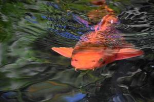 krusningar i vatten ovanför en orange koi fisk foto