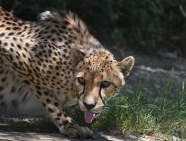 vacker gepard med tungan som sticker ut något foto