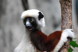 sifaka lemur som sticker ut sin lilla rosa tunga foto