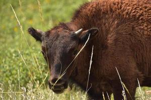 mycket söt ung bisonkalv i ett fält foto