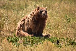 fluffig brun svart björn sitter på ett fält foto