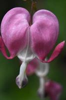 vacker hjärtformad blomma på ett blödande hjärta foto