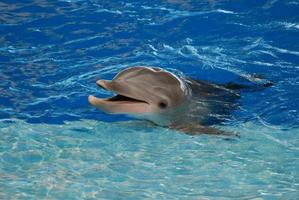 leende delfin med huvudet ur vattnet foto