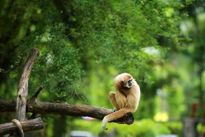 vanlig gibbon. vithänt gibbon på träd i naturparken. foto