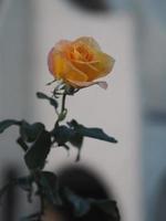 gul ros vacker i trädgården foto