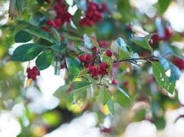 röd sibirisk krabba äpplefrukt på ett ungt träd under höstsäsongen, vilda bär, malus baccata naturbakgrund foto