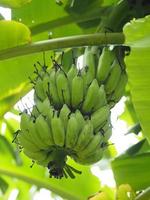 odlad banan grön frukt pisang awak odlad banan, dvärg namwah ducasse favorit efterrätt kultivar odlad bananblomning och resultat blomma frukt på träd i trädgården natur bakgrund foto
