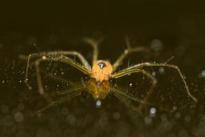 makro spindel gul bakgrund färgglada foto