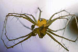 makro spindel gul bakgrund färgglada foto