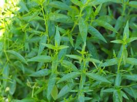 king of bitters vetenskapligt namn andrographis paniculata burm, vägg. ex nees, fah talai jhon, thailändska örter, gröna blad trädplanta som blommar i trädgården grönsak natur skydda coronavirus, covid-19 foto