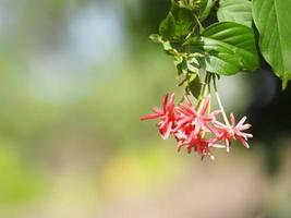 rangoon creeper namn blomma blomman ser ut som ett långt rör i slutet av blomman separeras i röd rosa rangoon creeper, kinesisk honungsdi, drunen sjöman, combretum indicum defilipps foto