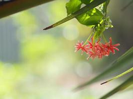 rangoon creeper namn blomma blomman ser ut som ett långt rör i slutet av blomman separeras i röd rosa rangoon creeper, kinesisk honungsdi, drunen sjöman, combretum indicum defilipps foto