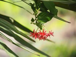 rangoon creeper namn blomma blomman ser ut som ett långt rör i slutet av blomman separeras i röd rosa rangoon creeper, kinesisk honungsdi, drunen sjöman, combretum indicum defilipps foto