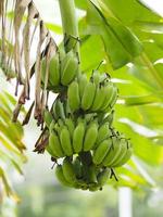 odlad banan grön frukt pisang awak odlad banan, dvärg namwah ducasse favorit efterrätt kultivar odlad bananblomning och resultat blomma frukt på träd i trädgården natur bakgrund foto