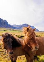 isländska hästar foto