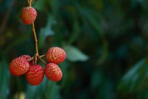 färsk litchi på träd i litchi fruktträdgård. foto