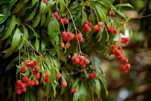 färsk litchi på träd i litchi fruktträdgård. foto