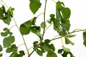 gröna blad isolerad på vit bakgrund. gröna växtblad foto