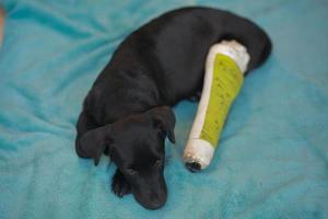 hundvalp med skadat benbrott fick första hjälpen behandling med skena efter färg grön ett besök på veterinärsjukhuset. foto