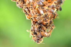 hårt arbetande bin på honungskaka i bigården foto