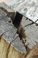 hål i träbakgrund foto