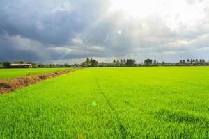 landskap av grönt fält med solstrålar och linsutbländning foto
